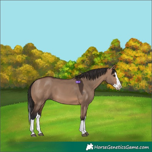 Horse Color:Brown Dun Splash 