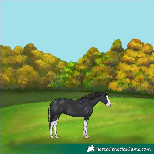 Horse Color:Black Splash 