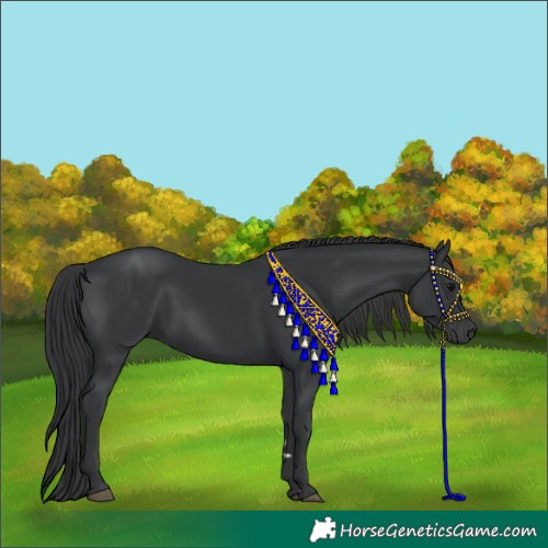 Horse Color:Black 