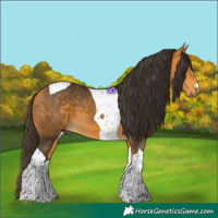 Horse Color:Buckskin Tobiano 
