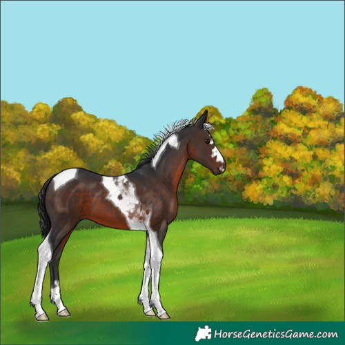 Horse Color:Brown Tobiano 