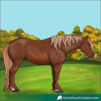 Horse Color:Chestnut 