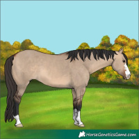 Horse Color:Bay Dun