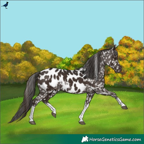 Horse Color:White Spotted Liver Chestnut Near Leopard