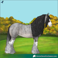Horse Color:Brown Roan Splash 