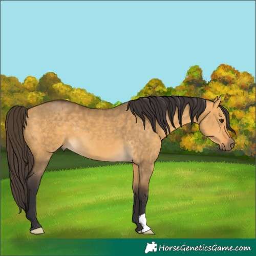 Horse Color:Buckskin Dun 