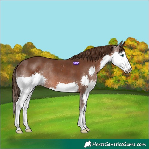 Horse Color:Liver Chestnut Splash 
