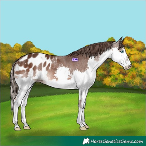 Horse Color:Liver Chestnut Splash Appaloosa 