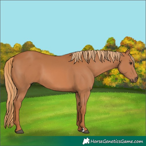 Horse Color:Chestnut 