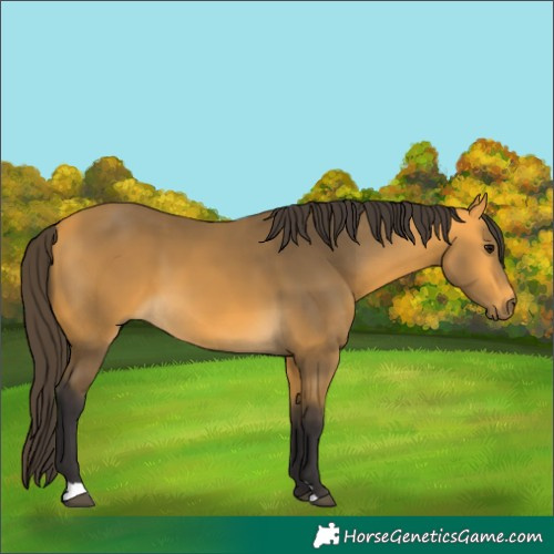 Horse Color:Buckskin 