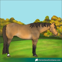 Horse Color:Buckskin 