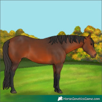 Horse Color:Bay 