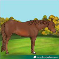 Horse Color:Chestnut 