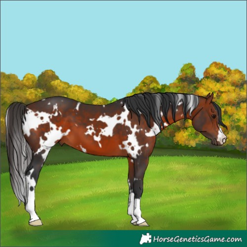 Horse Color:White Spotted Bay 