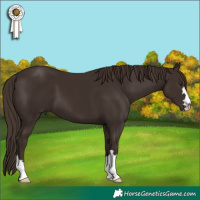 Horse Color:Liver Chestnut 