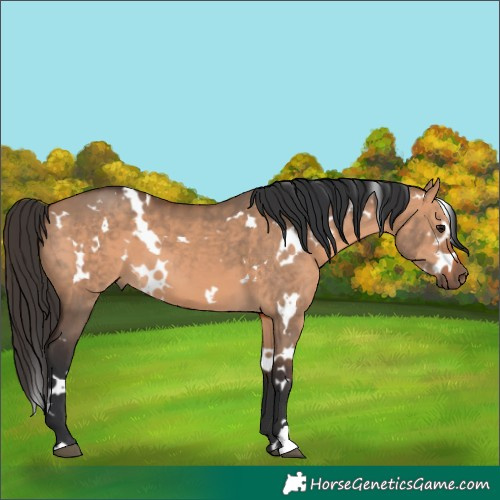 Horse Color:White Spotted Bay Dun 