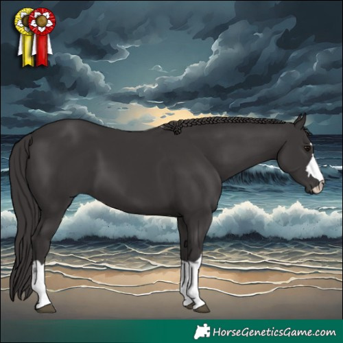 Horse Color:Smoky Black 