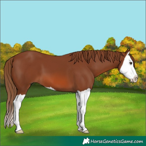Horse Color:Chestnut Splash 
