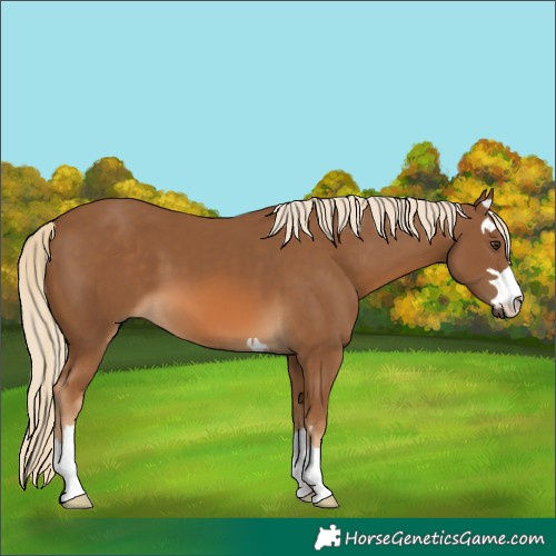 Horse Color:Chocolate Palomino 