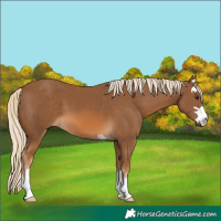 Horse Color:Chocolate Palomino 