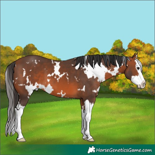 Horse Color:White Spotted Bay Splash 
