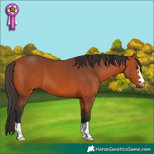 Horse Color:Bay 