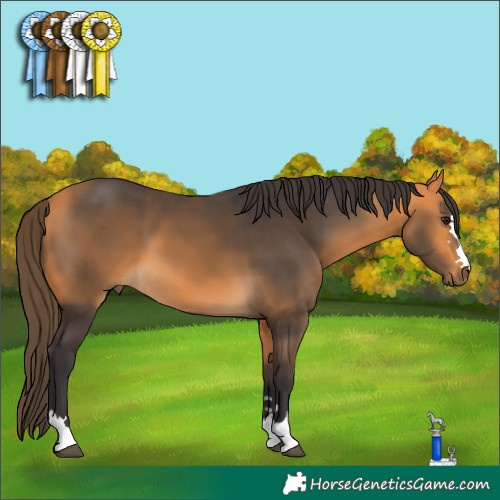 Horse Color:Buckskin 