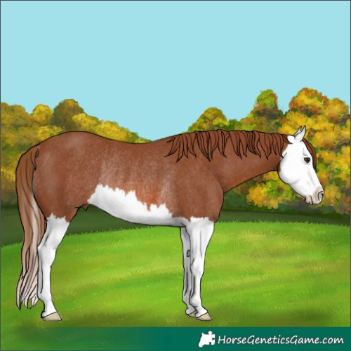 Horse Color:Chestnut Splash Rabicano 