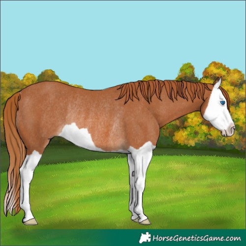 Horse Color:Chestnut Splash Rabicano 