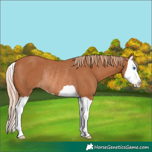 Horse Color:Chestnut Splash Rabicano 
