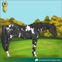 Horse Color:White Spotted Black 