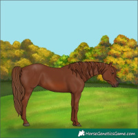 Horse Color:Chestnut 
