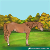 Horse Color:Chestnut 