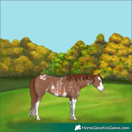 Horse Color:Chestnut Sabino Splash Varnish 