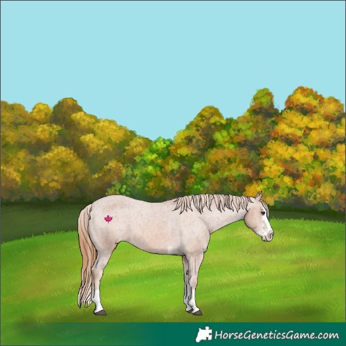 Horse Color:Chestnut Sabino Splash Varnish 