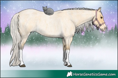 Horse Color:Silver Buckskin Roan Splash 