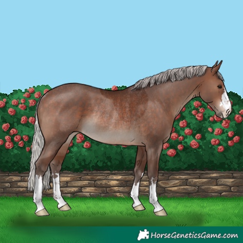 Horse Color:Silver Brown Rabicano