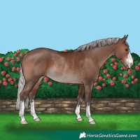 Horse Color:Silver Brown Rabicano 