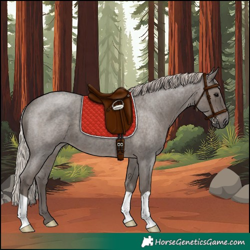 Horse Color:Silver Blue Roan 