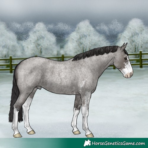 Horse Color:Smoky Grullo Roan Sabino