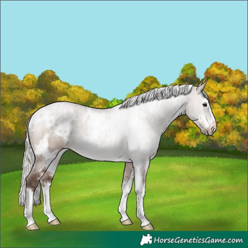 Horse Color:White Spotted Silver Brown Dun 