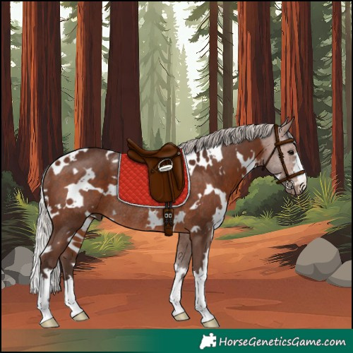 Horse Color:White Spotted Silver Brown Rabicano 