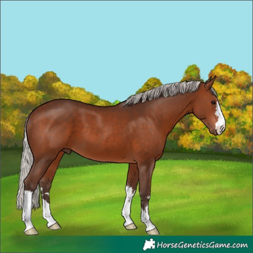 Horse Color:Silver Brown 