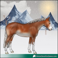 Horse Color:Silver Bay 
