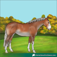 Horse Color:Silver Bay