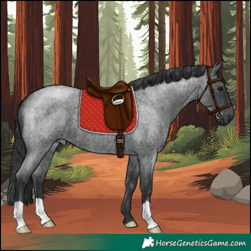 Horse Color:Blue Roan 