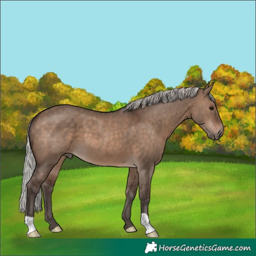 Horse Color:Silver Brown Dun 
