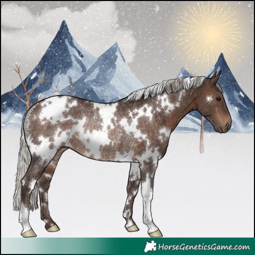 Horse Color:White Spotted Silver Brown Rabicano 