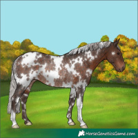Horse Color:White Spotted Silver Brown Rabicano 