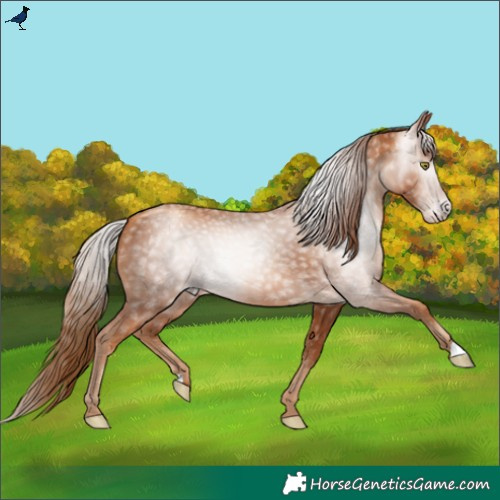 Horse Color:Gray Gold Champagne